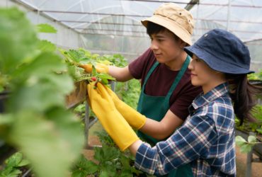 jurusan agroteknologi kerja apa